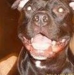 Meet your Posher, Gregg